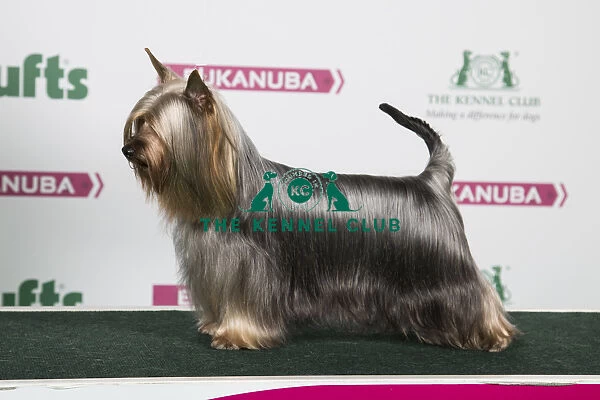 2018 Best of Breed Australian Silky Terrier