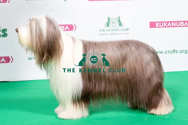 2018 Best of Breed Bearded Collie