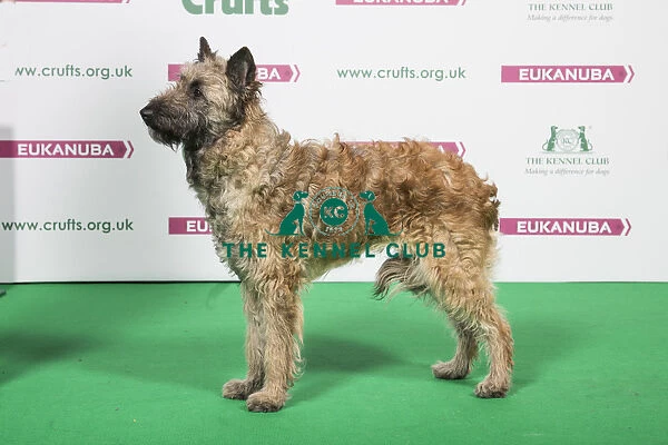 2018 Best of Breed Belgian Shepherd Dog (Laekenois)