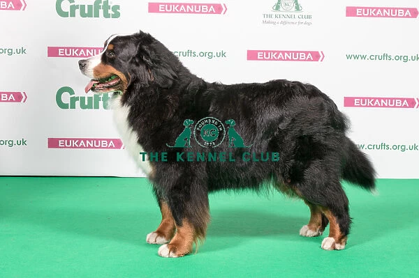 2018 Best of Breed Bernese Mountain Dog