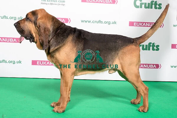 2018 Best of Breed Bloodhound