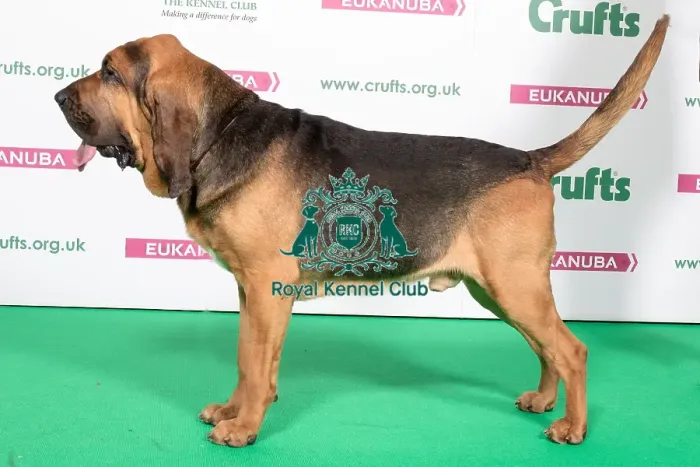 Framed Print : 2018 Best of Breed Bloodhound Framed Print : 2018 Best of Breed Bloodhound