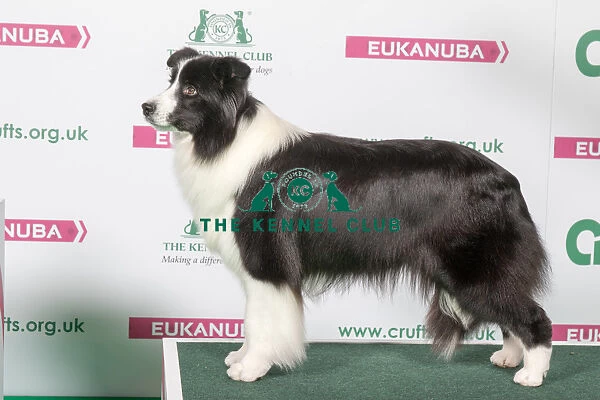 2018 Best of Breed Border Collie