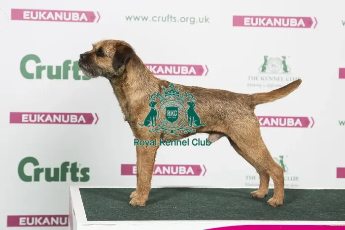 Framed Print : 2018 Best of Breed Border Terrier