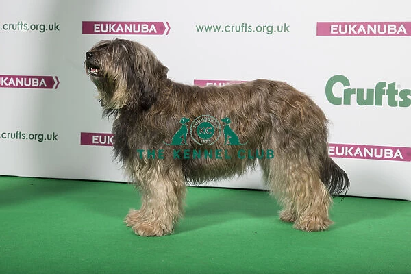 2018 Best of Breed Catalan Sheepdog