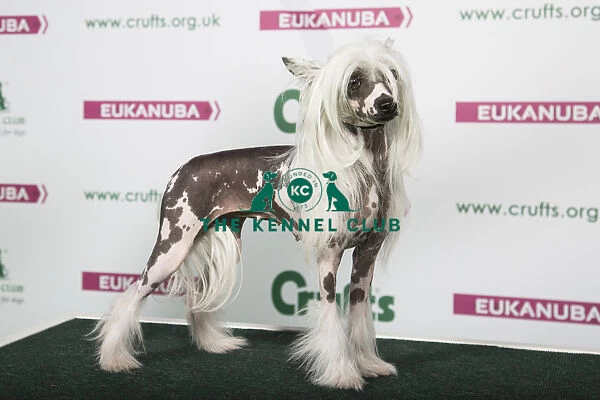 2018 Best of Breed Chinese Crested