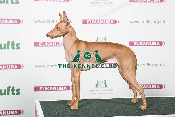 2018 Best of Breed Cirneco Dell etna