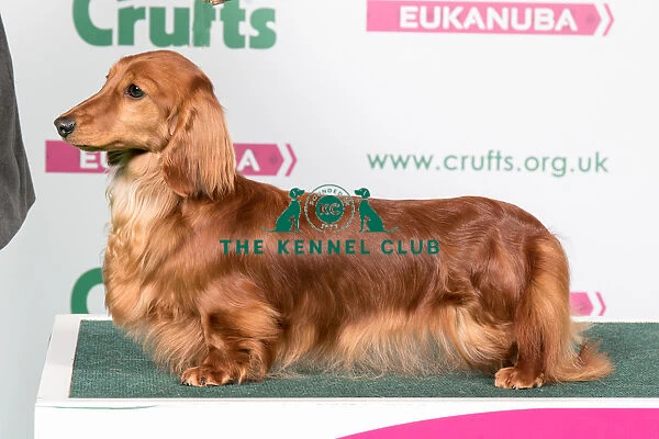 2018 Best of Breed Dachshund (Miniature Long Haired)