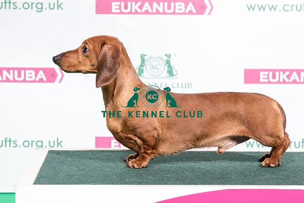 2018 Best of Breed Dachshund (Miniature Smooth Haired