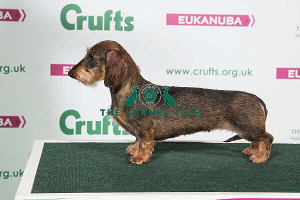 2018 Best of Breed Dachshunf (Miniture Wire Haired)