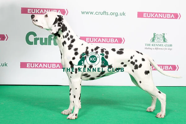 2018 Best of Breed Dalmation