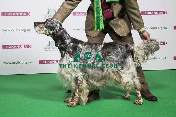 2018 Best of Breed ENGLISH SETTER