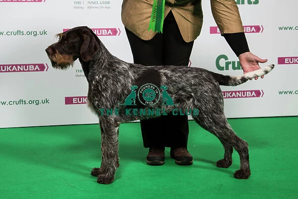 2018 Best of Breed GERMAN WIREHAIRED POINTER