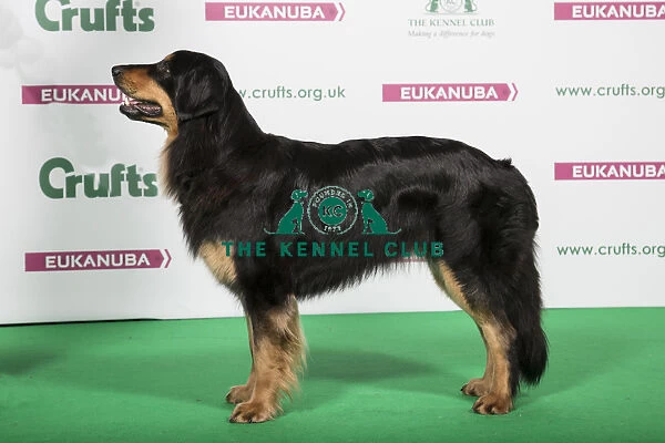 2018 Best of Breed Hovawart