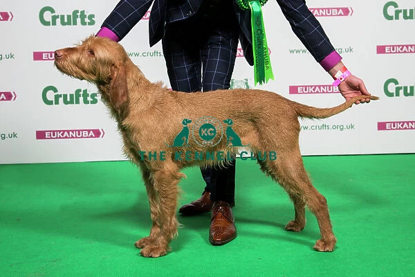 2018 Best of Breed Hungarian Wirehaired Vizsla