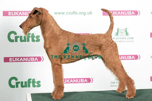 2018 Best of Breed Irish Terrier
