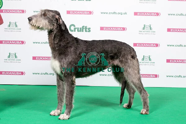 2018 Best of Breed Irish Wolfhound