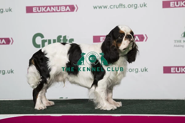 2018 Best of Breed King Charles Spaniel