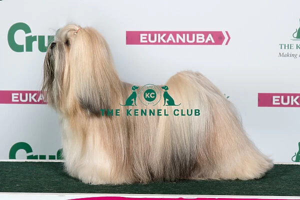2018 Best of Breed Lhasa Apso