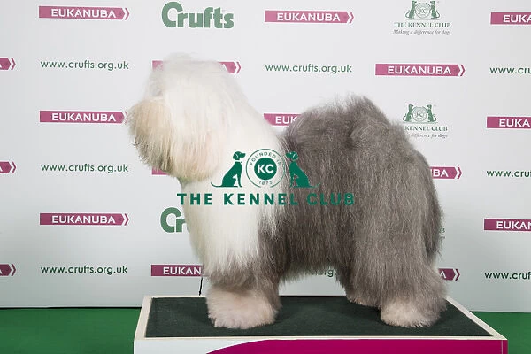 2018 Best of Breed OLD ENGLISH SHEEPDOG