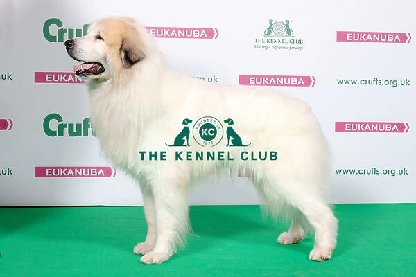 2018 Best of Breed Pyrenean Mountain Dog