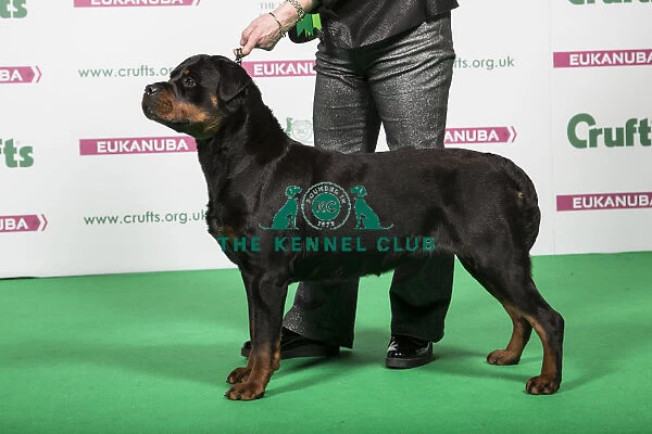 2018 Best of Breed Rottweiler
