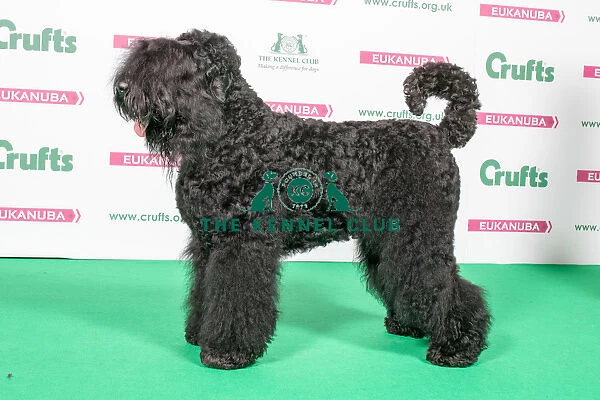 2018 Best of Breed Russian Black Terrier