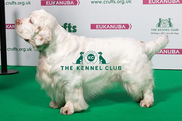2018 Best of Breed SPANIEL (CLUMBER)
