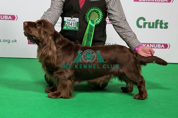 2018 Best of Breed SPANIEL (SUSSEX)