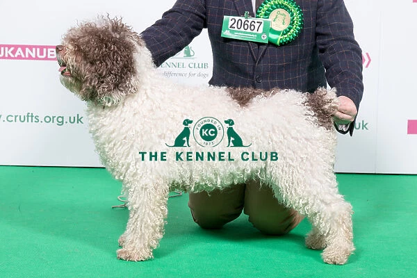 2018 Best of Breed SPANISH WATER DOG