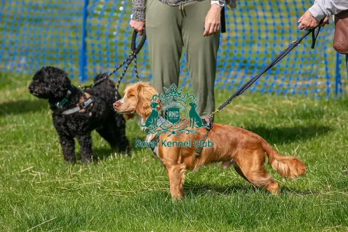 Framed Print : 31st August 2024 Candid Shot Dog Only Scruffts Heats Framed Print : 31st August 2024 Candid Shot Dog Only Scruffts Heats