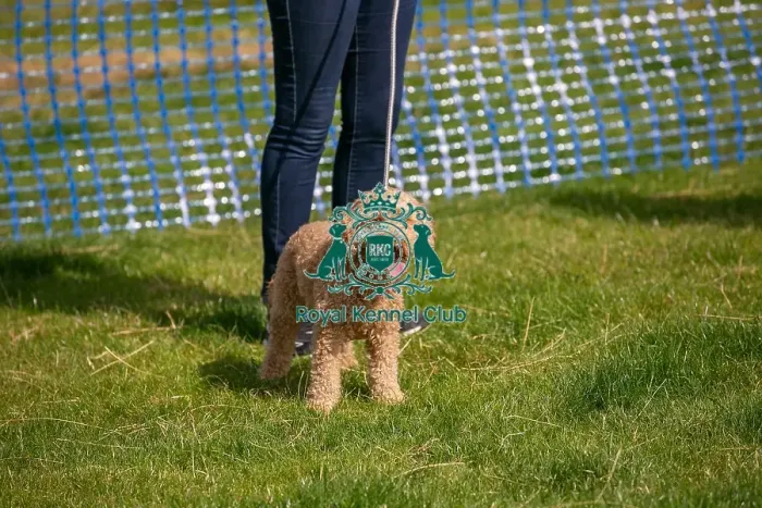 Framed Print : 31st August 2024 Most Handsome Crossbreed Dog Class Framed Print : 31st August 2024 Most Handsome Crossbreed Dog Class