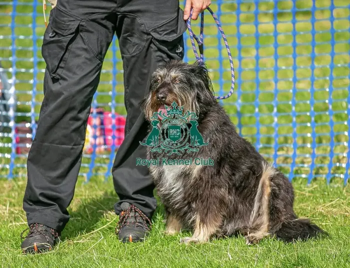 Framed Print : 31st August 2024 Scruffts Heats Dog Only Prettiest Crossbreed Bitch Class