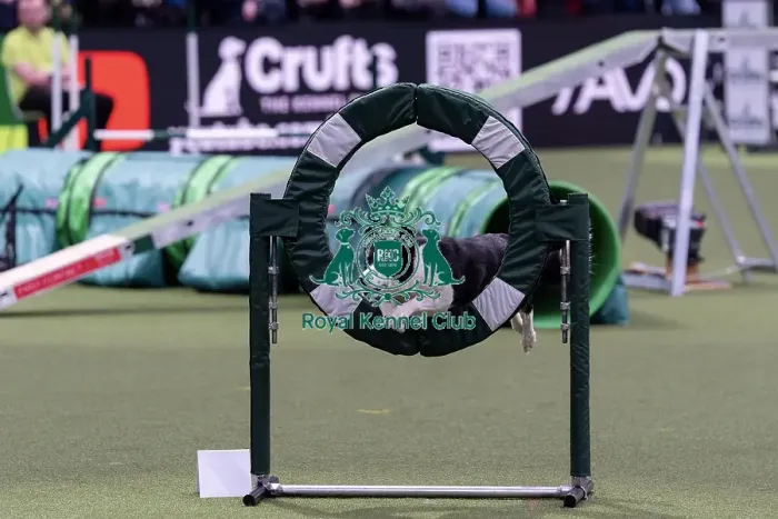 Framed Print : 3rd placed of the International Invitational Large Agility Final Euan Paterson from Scotland with Quicktime a Border Framed Print : 3rd placed of the International Invitational Large Agility Final Euan Paterson from Scotland with Quicktime a Border