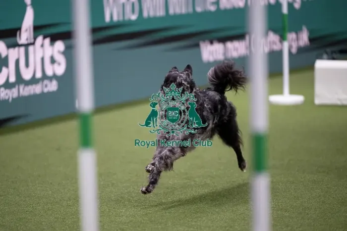 Framed Print : ABC Agility Framed Print : ABC Agility