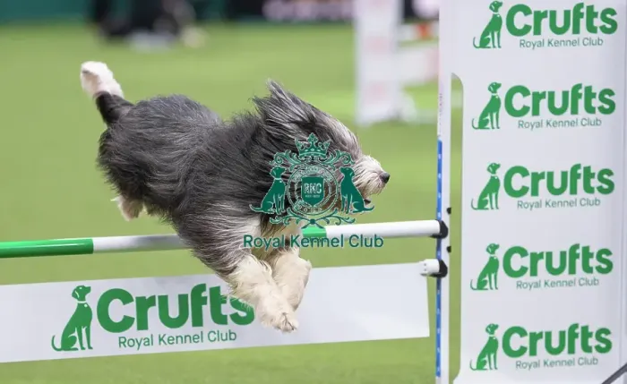 Framed Print : ABC Agility - Agility Jumping, Crufts 2026 ABC Agility - Agility Jumping, Crufts 2026 Framed Print : ABC Agility - Agility Jumping, Crufts 2026 ABC Agility - Agility Jumping, Crufts 2026