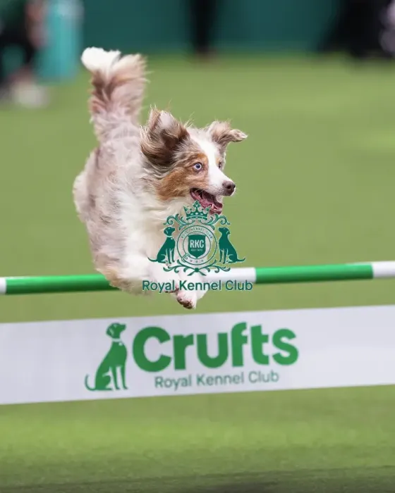 Framed Print : ABC Agility - Agility Jumping, Crufts 2026 ABC Agility - Agility Jumping, Crufts 2026 Framed Print : ABC Agility - Agility Jumping, Crufts 2026 ABC Agility - Agility Jumping, Crufts 2026