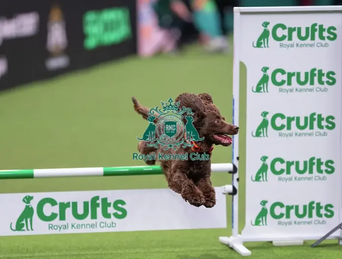 Framed Print : ABC Agility - Agility Jumping, Crufts 2026 ABC Agility - Agility Jumping, Crufts 2026