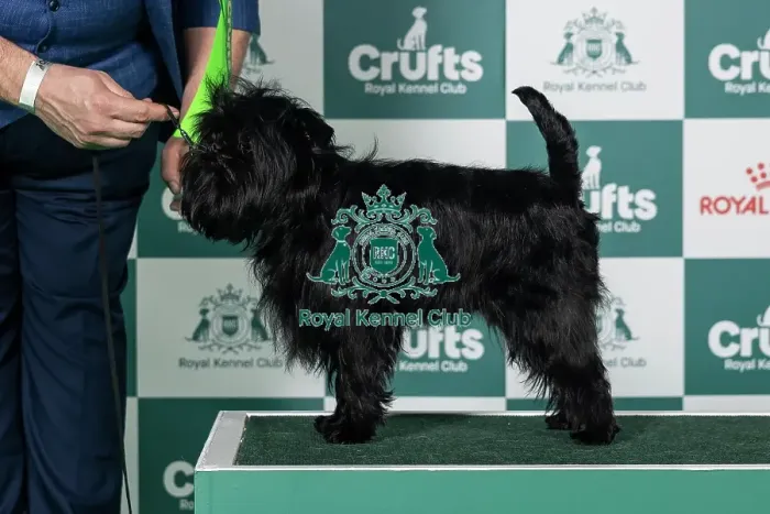 Framed Print : Affenpinscher Best of Breed Crufts 2026 Framed Print : Affenpinscher Best of Breed Crufts 2026