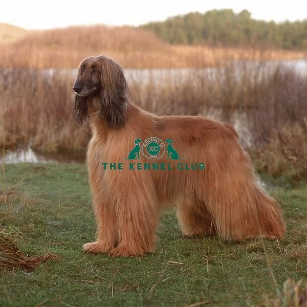 Afghan Hound. Afghan hound side profile in front of lake