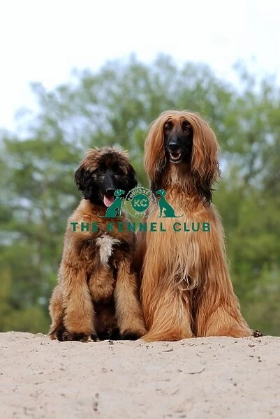 Afghan Hound and puppy