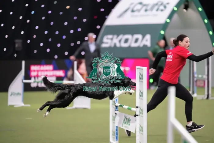 Framed Print : Agility Championships Intermediate / Large final