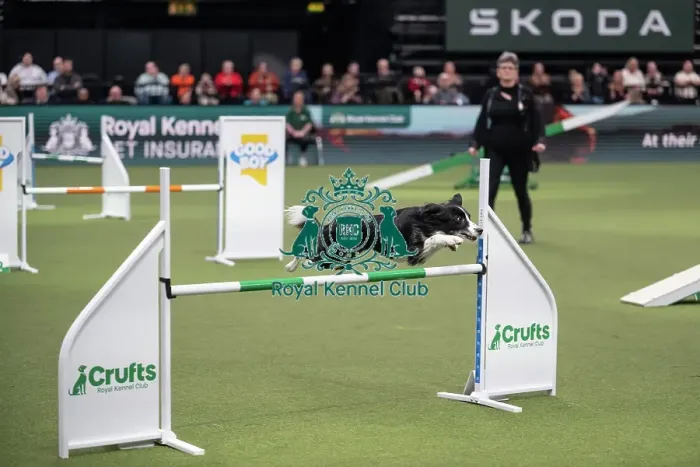 Framed Print : Agility Championships Intermediate / Large final Framed Print : Agility Championships Intermediate / Large final