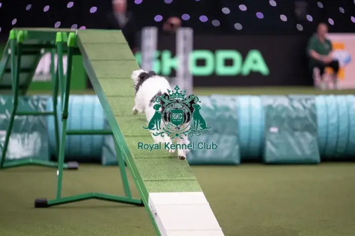 Framed Print : Agility Championships Small / Medium Final