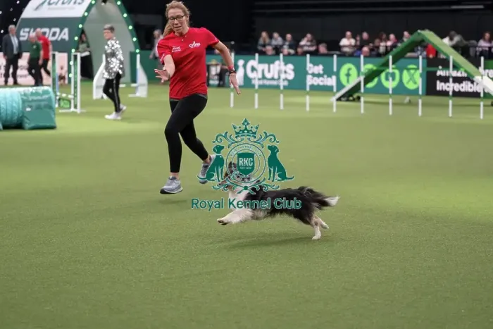 Framed Print : Agility Championships Small / Medium Final