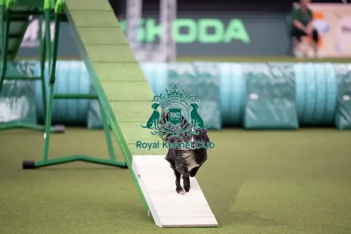 Framed Print : Agility Championships Small / Medium Final
