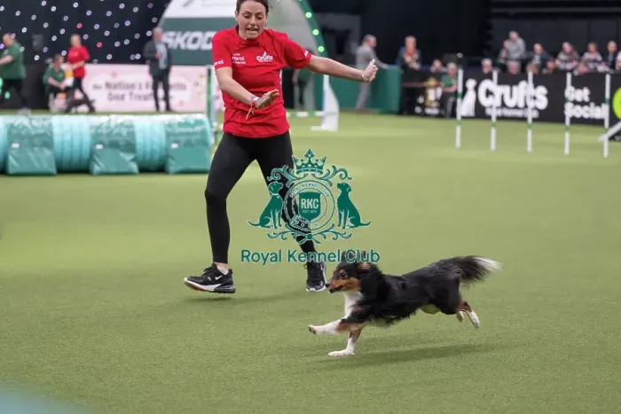 Framed Print : Agility Championships Small / Medium Final
