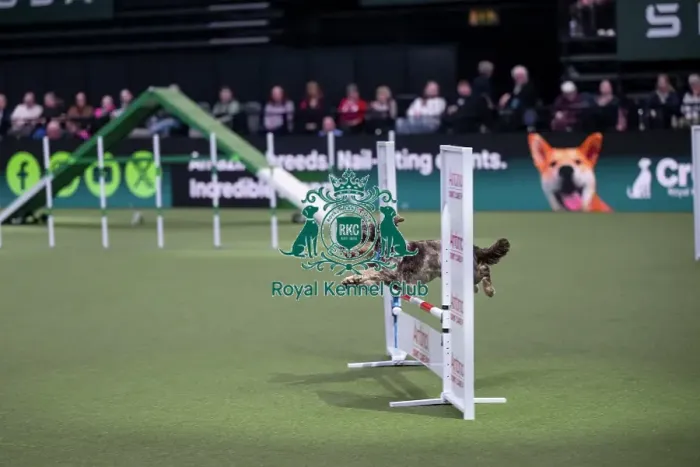 Framed Print : Agility Championships Small / Medium Final