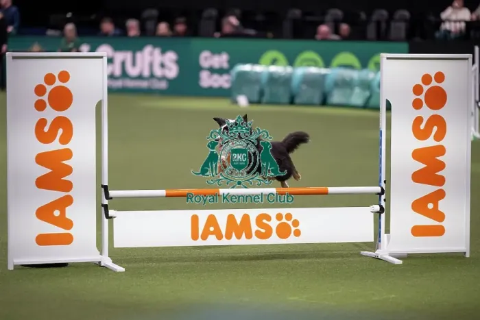 Framed Print : Agility Championships Small / Medium Final