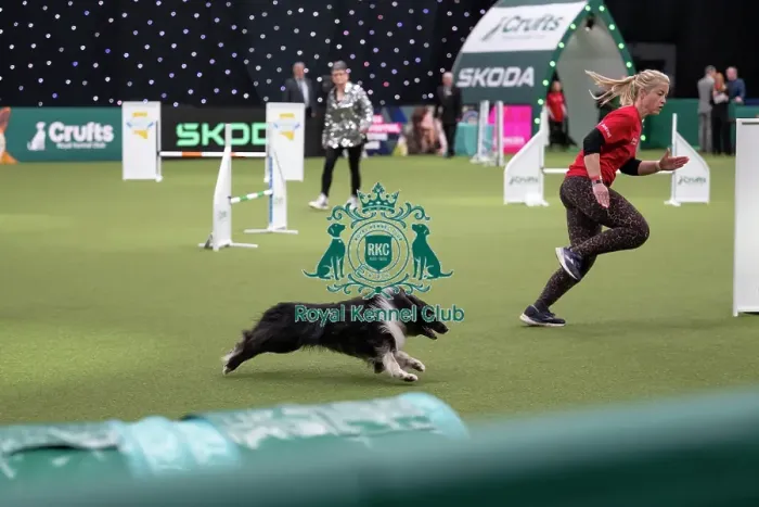 Framed Print : Agility Championships Small / Medium Final